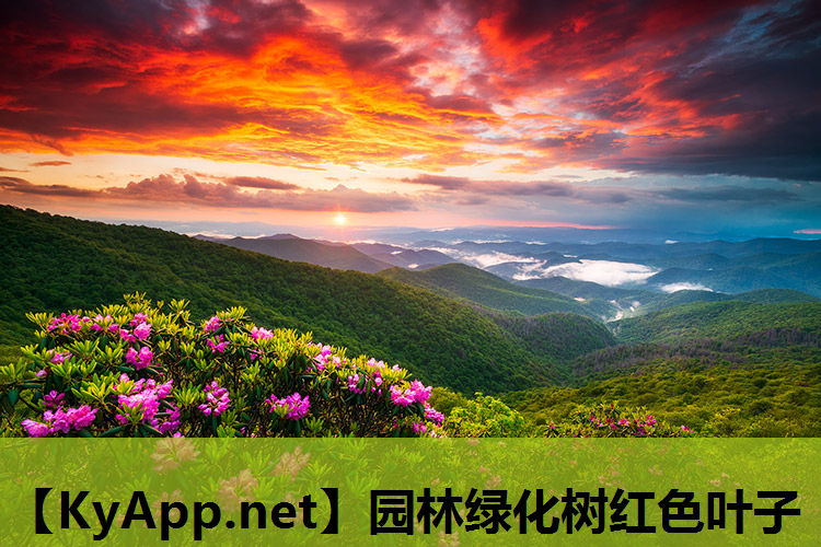 园林绿化树红色叶子