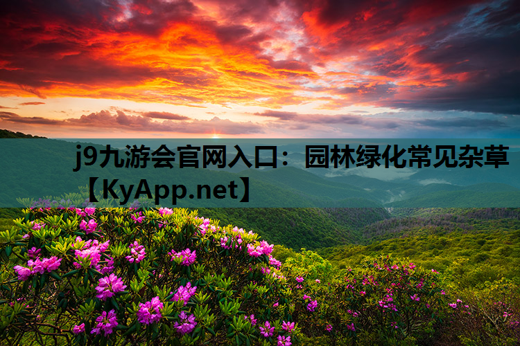 j9九游会官网入口：园林绿化常见杂草