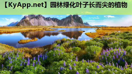 园林绿化叶子长而尖的植物