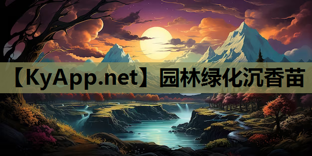 园林绿化沉香苗