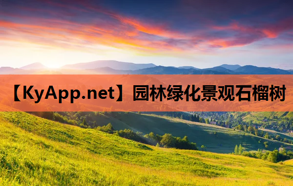 园林绿化景观石榴树