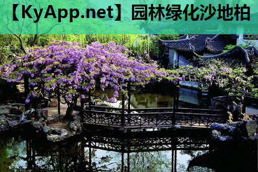 园林绿化沙地柏