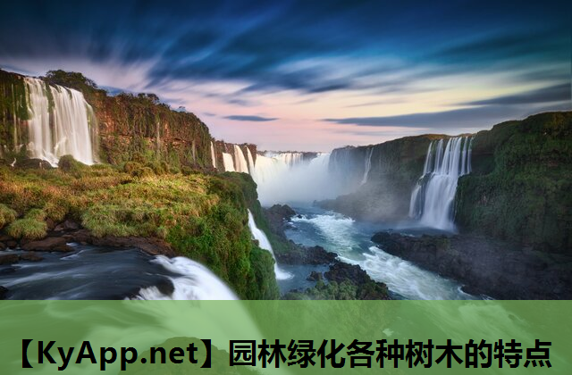 园林绿化各种树木的特点