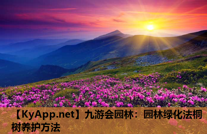 九游会园林：园林绿化法桐树养护方法