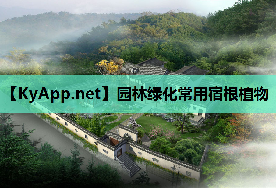 园林绿化常用宿根植物