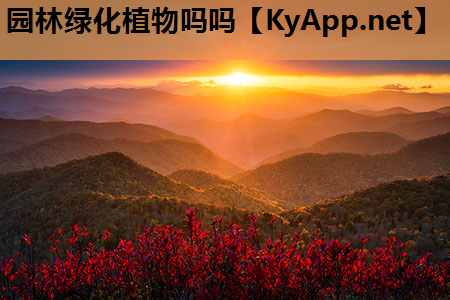 园林绿化植物吗吗