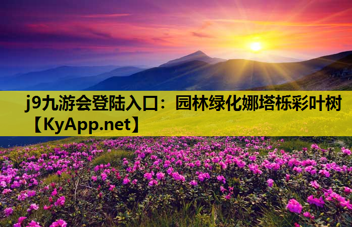 j9九游会登陆入口：园林绿化娜塔栎彩叶树