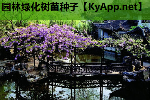 园林绿化树苗种子
