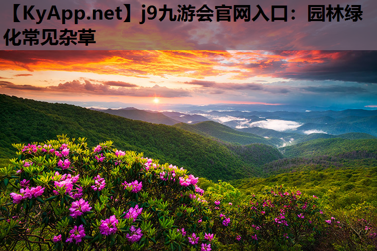 园林绿化常见杂草