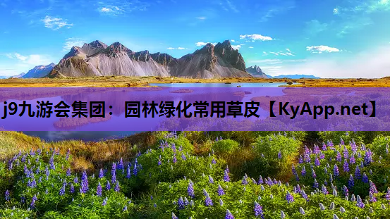 园林绿化常用草皮