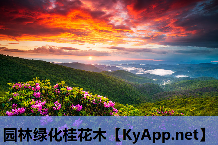 园林绿化桂花木