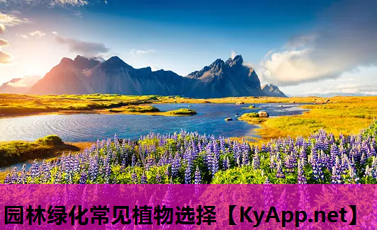 园林绿化常见植物选择