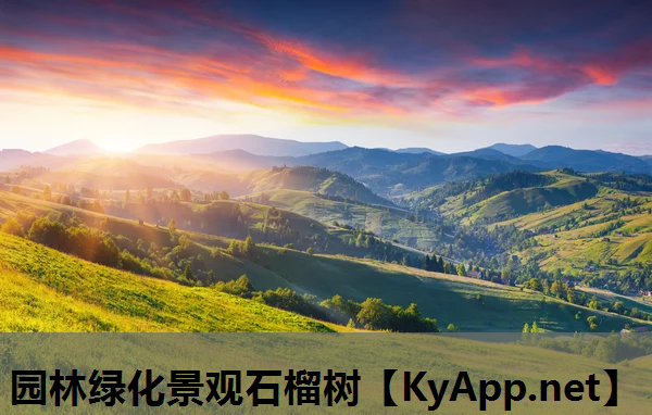 园林绿化景观石榴树