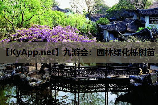 园林绿化栎树苗