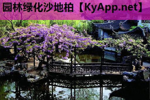 园林绿化沙地柏