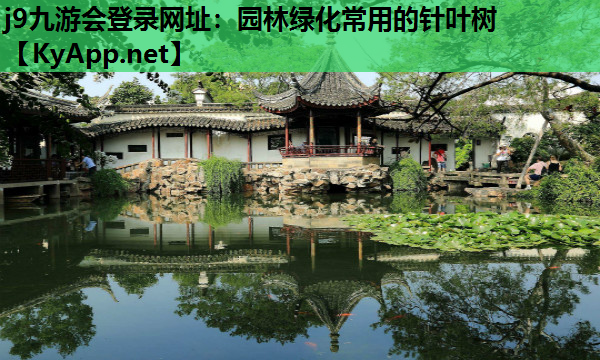 园林绿化常用的针叶树