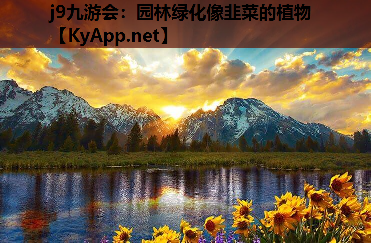 园林绿化像韭菜的植物