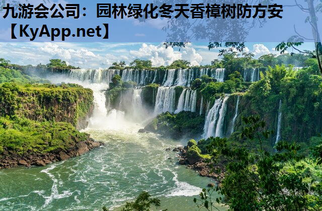 园林绿化冬天香樟树防方安