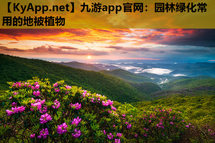 园林绿化常用的地被植物