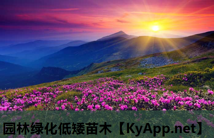 园林绿化低矮苗木