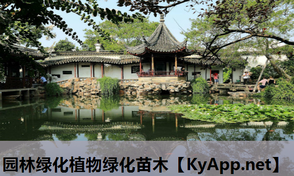 园林绿化植物绿化苗木
