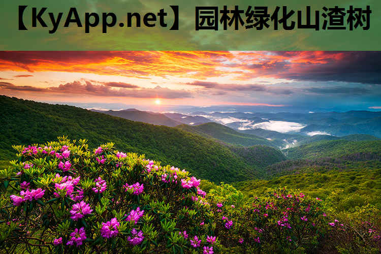园林绿化山渣树