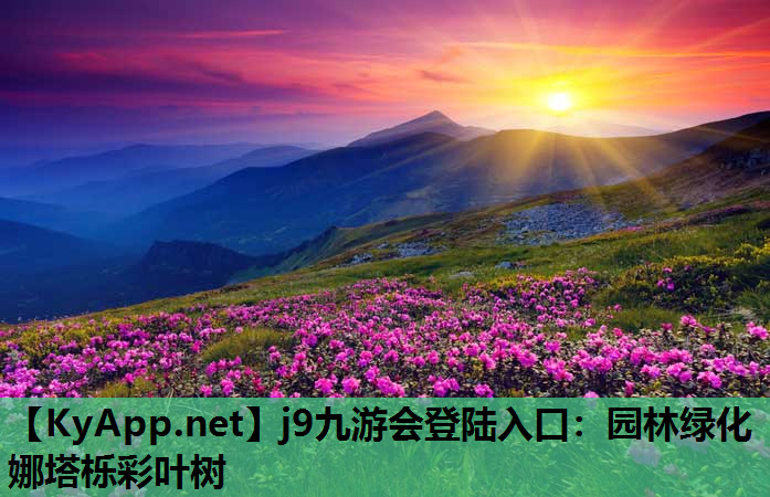园林绿化娜塔栎彩叶树