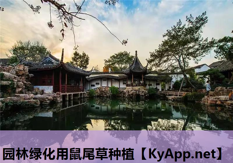 园林绿化用鼠尾草种植