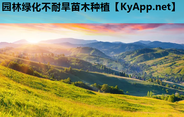园林绿化不耐旱苗木种植