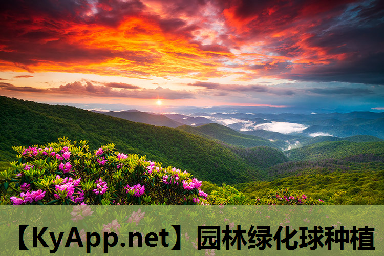园林绿化球种植