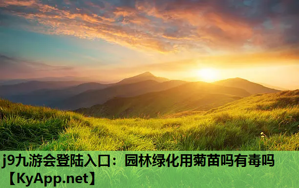 园林绿化用菊苗吗有毒吗