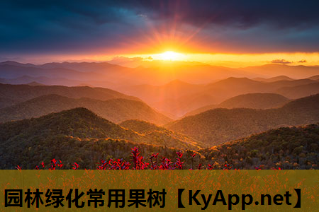 园林绿化常用果树