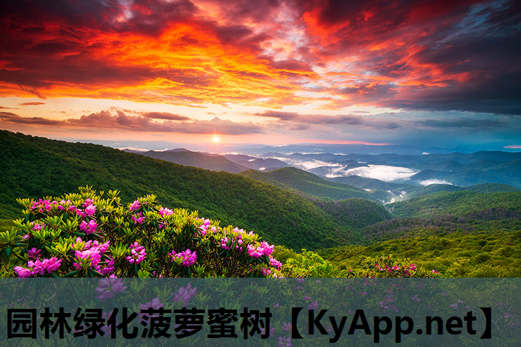 园林绿化菠萝蜜树