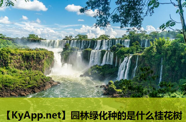 园林绿化种的是什么桂花树